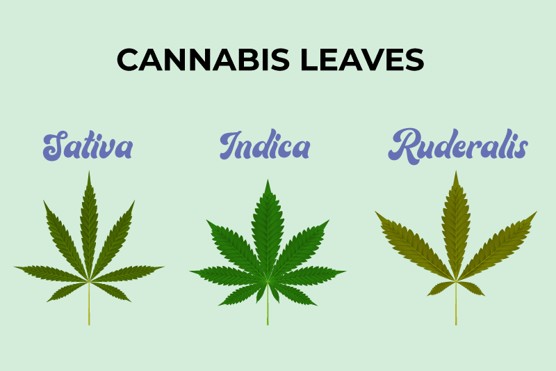 cannabis ruderails uses