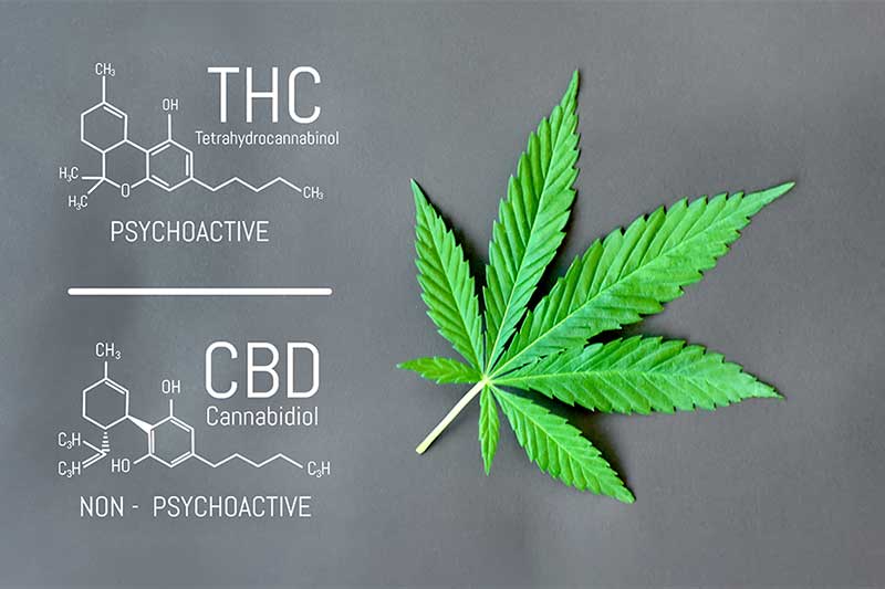 marijuana strain comparison