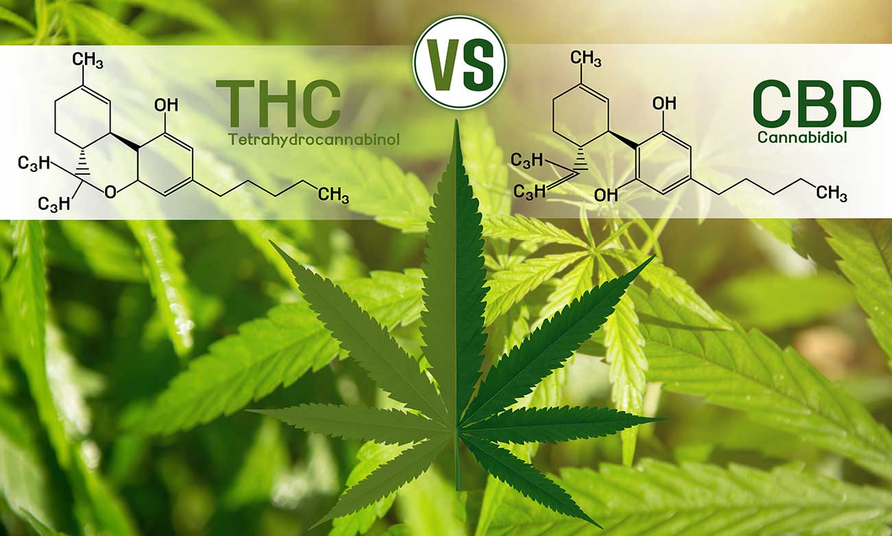 thc vs cbd